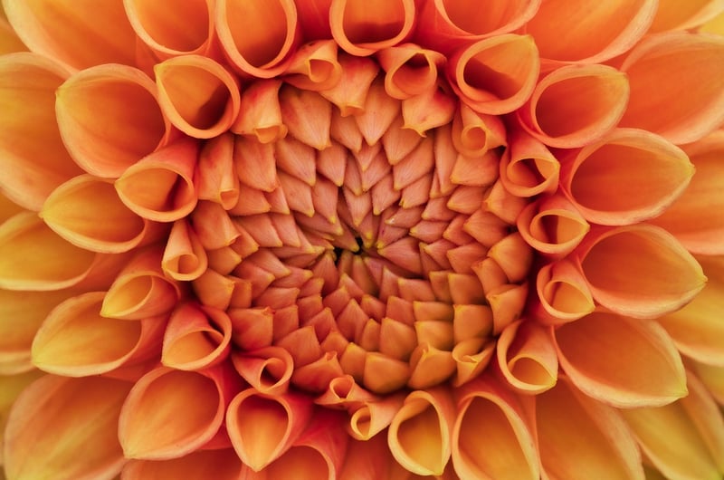 Floral Patterns