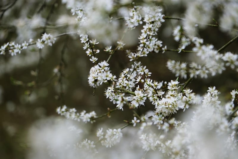 Floral Bouquet